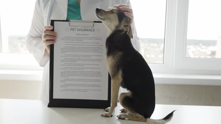 Pet Insurance and What It Has to Offer